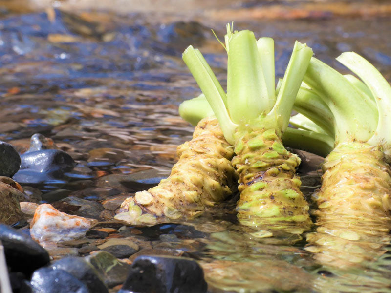 青じそ本わさびドレッシング(長野県の老舗「マル井」こだわり青じそ)