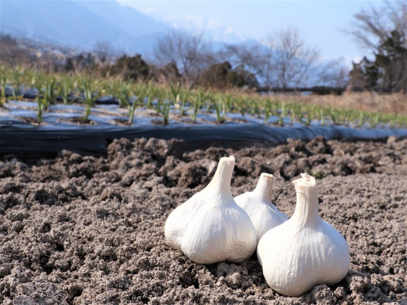 シーザーサラダわさびドレッシング(安曇野産本わさび・チーズ仕立て)