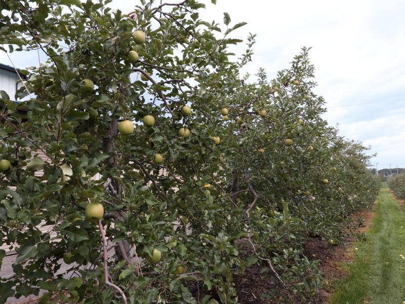 安曇野産シナノスイート(贈答用・まるに農園 二村守さん作 日本一と呼ばれた林檎・予約販売2025年10月頃お届け)