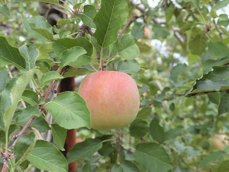 安曇野産サンふじ(贈答用・お歳暮に最適!まるに農園 二村守さん作 日本一と呼ばれた林檎・予約販売2025年12月頃出荷)