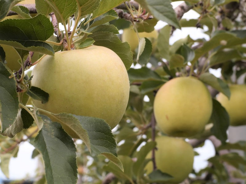安曇野産サン名月(贈答用・まるに農園 二村守さん作 日本一と呼ばれた林檎・予約販売2025年11月頃お届け)