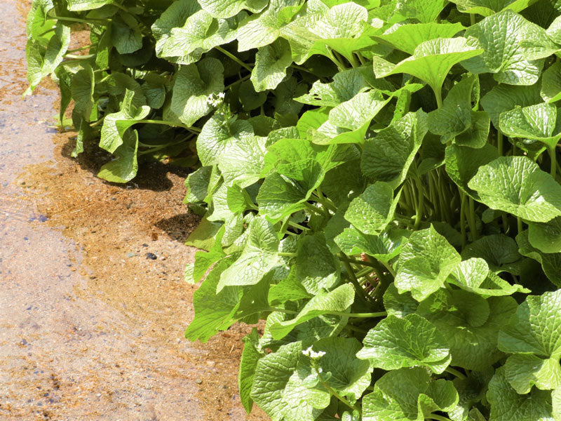 葉わさびジェノベーゼソース(老舗「まるたか」バジルと葉わさびのソース)