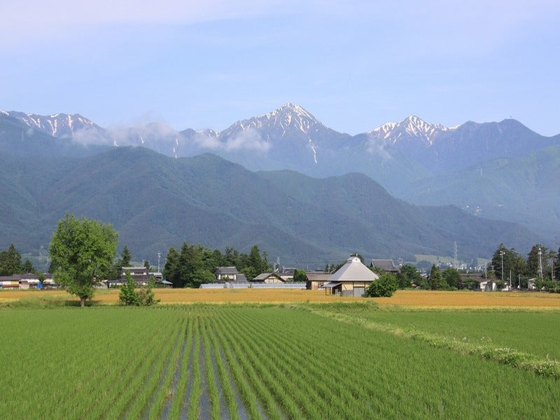 浅漬けの素(とっても簡単!ピリ辛・めかぶ入り)