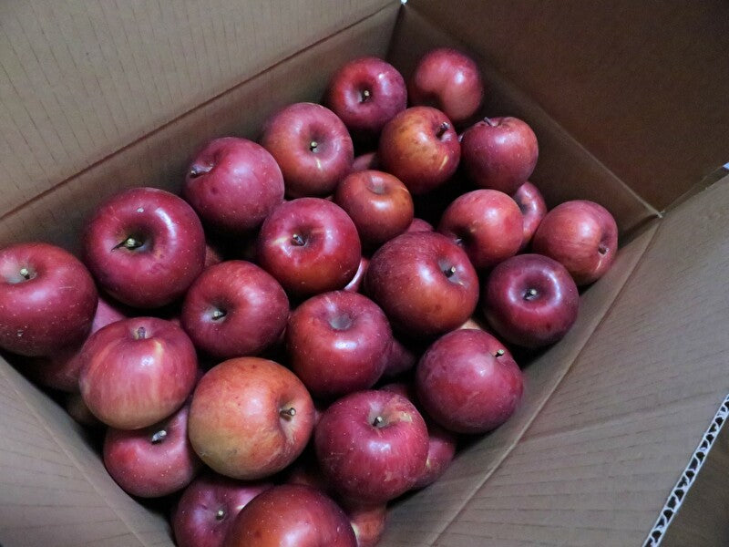 (12月上旬から出荷予定)安曇野産サンふじ・訳あり!加工用(小玉、キズあり)