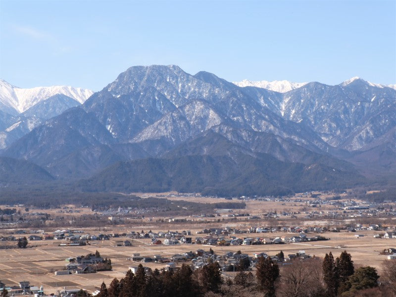 フレッシュパセリ(安曇野産・採りたてをお届け4月、7月~11月)