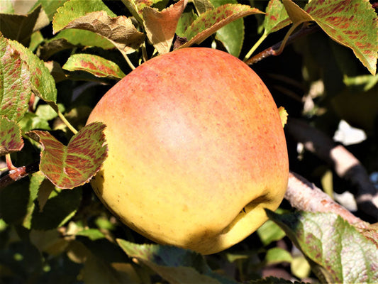 サン名月とサンふじの予約いついて