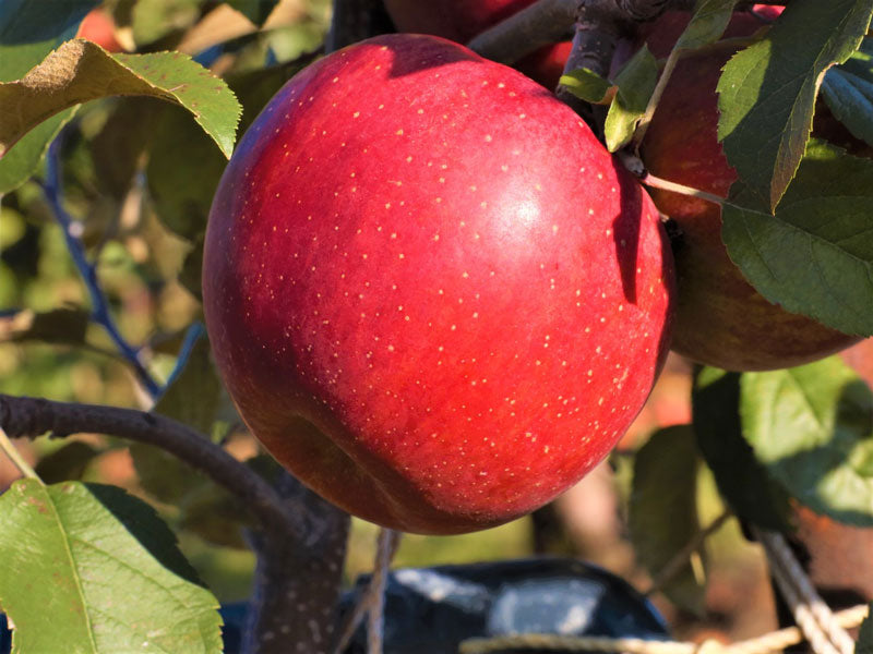 サンふじとさん名月の出荷について