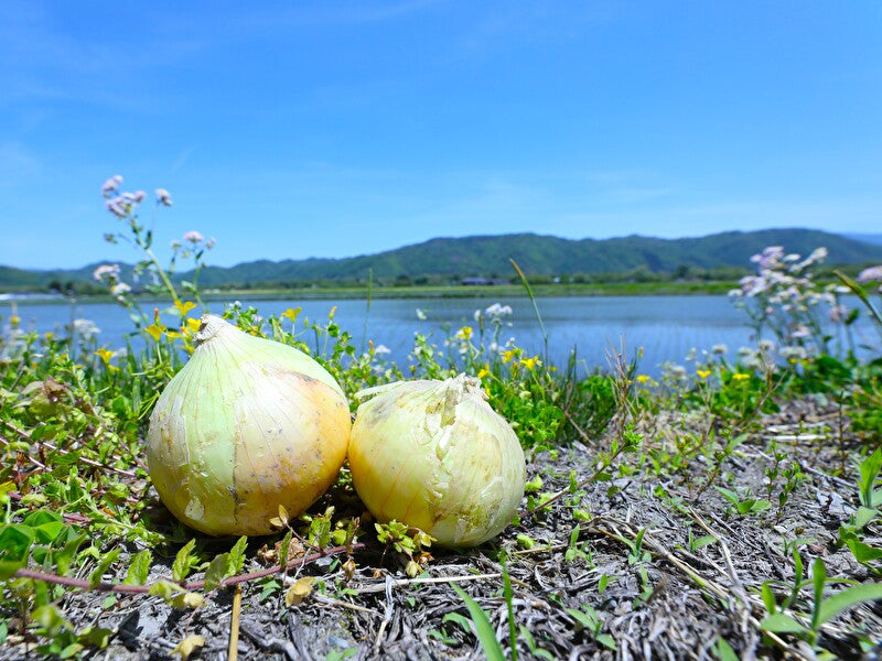 安曇野産新玉ねぎ！予約販売開始です(・∀・)