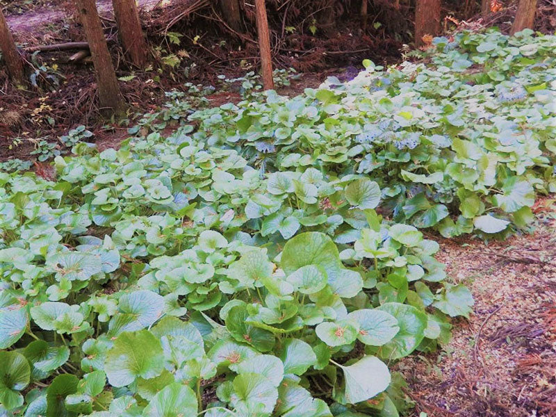 大人の本わさび醤油漬け（安曇野産本わさび）