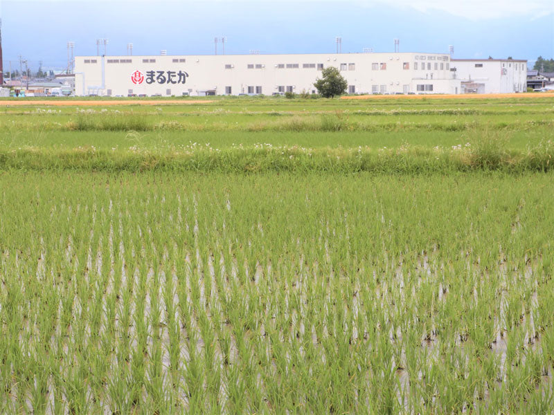 牧大根と野沢菜きざみ漬（信州伝統野菜・安曇野産牧大根）