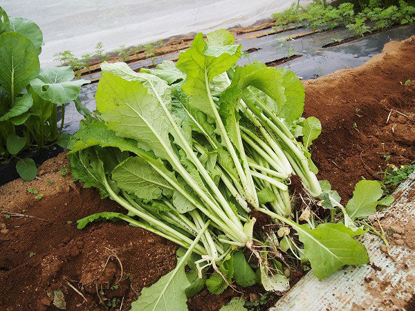 朝採り野沢菜・わさび味（老舗「まるたか」創業大正四年・着色料及び合成保存料未使用）