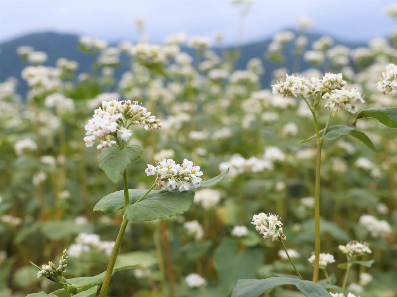 新そばの実・むき実（長野県安曇野産  500g 蕎麦で健康生活）