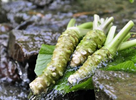 おろし本わさび（長野県の老舗「マル井」信州あずみ野産）