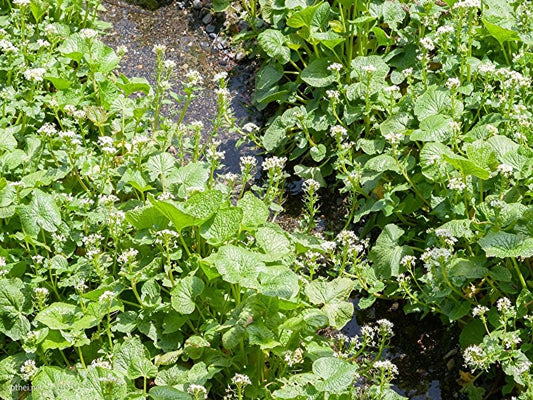 花わさび（期間限定・安曇野産本わさびの花100ｇ）※これからの時期はきざみになります。